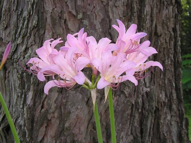Lycoris.　1028 Yellow Spider Lily Bulbs For Sale | Lycoris Yellow - Aurea